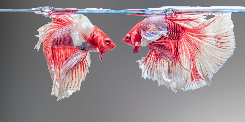 Siamese fighting fish