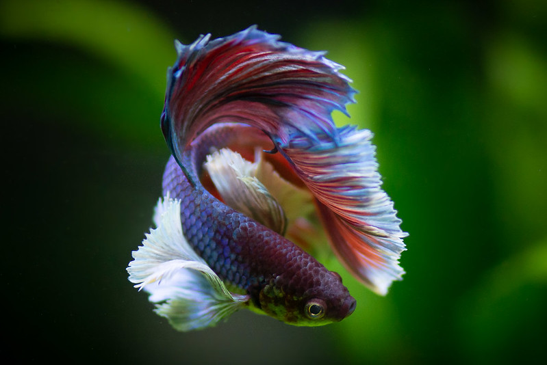 ca betta Siamese fighting fish