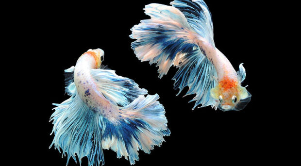 ca betta Siamese fighting fish