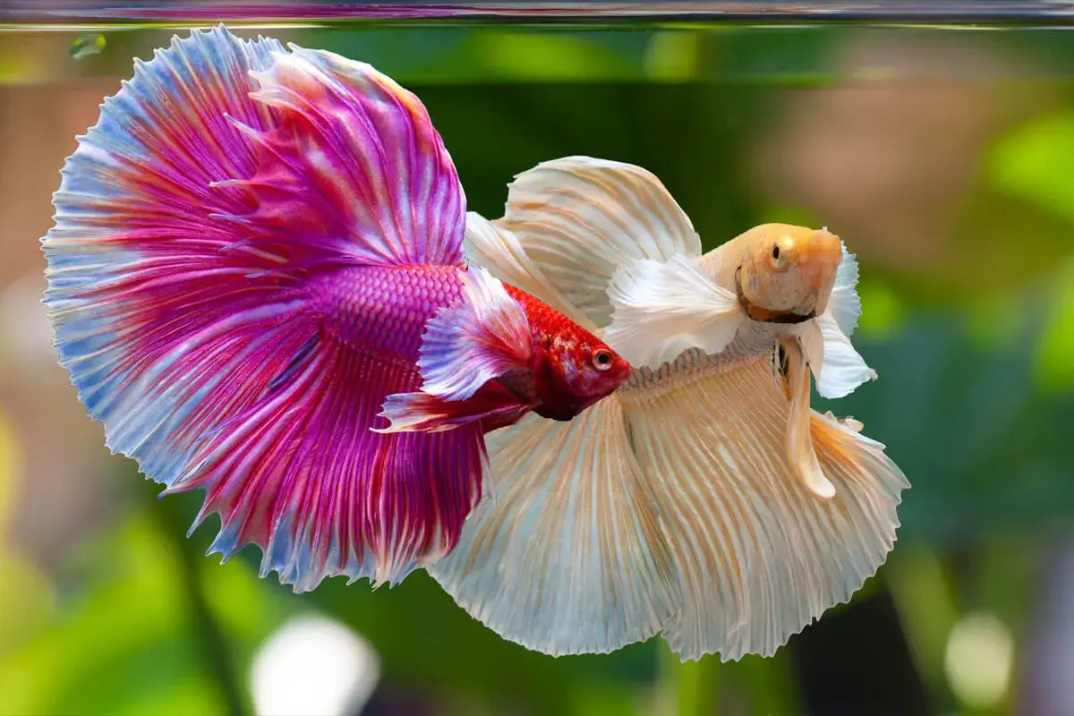 Siamese fighting fish