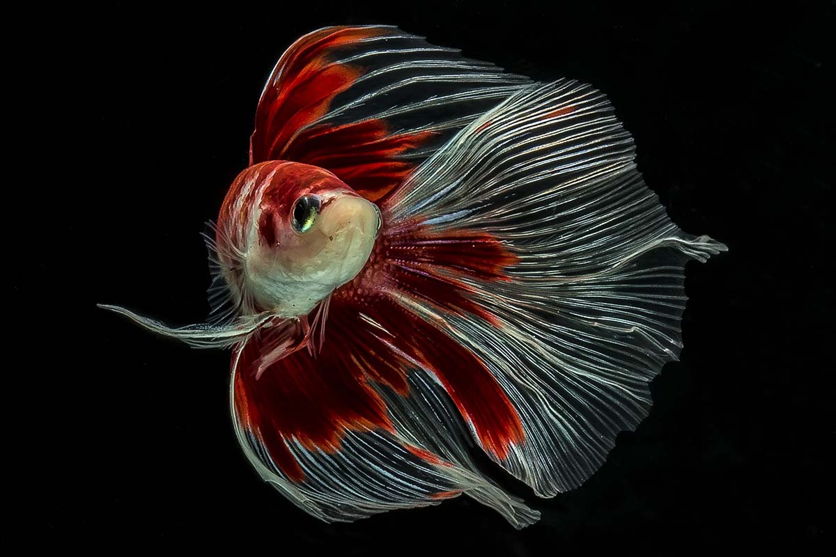 Siamese fighting fish