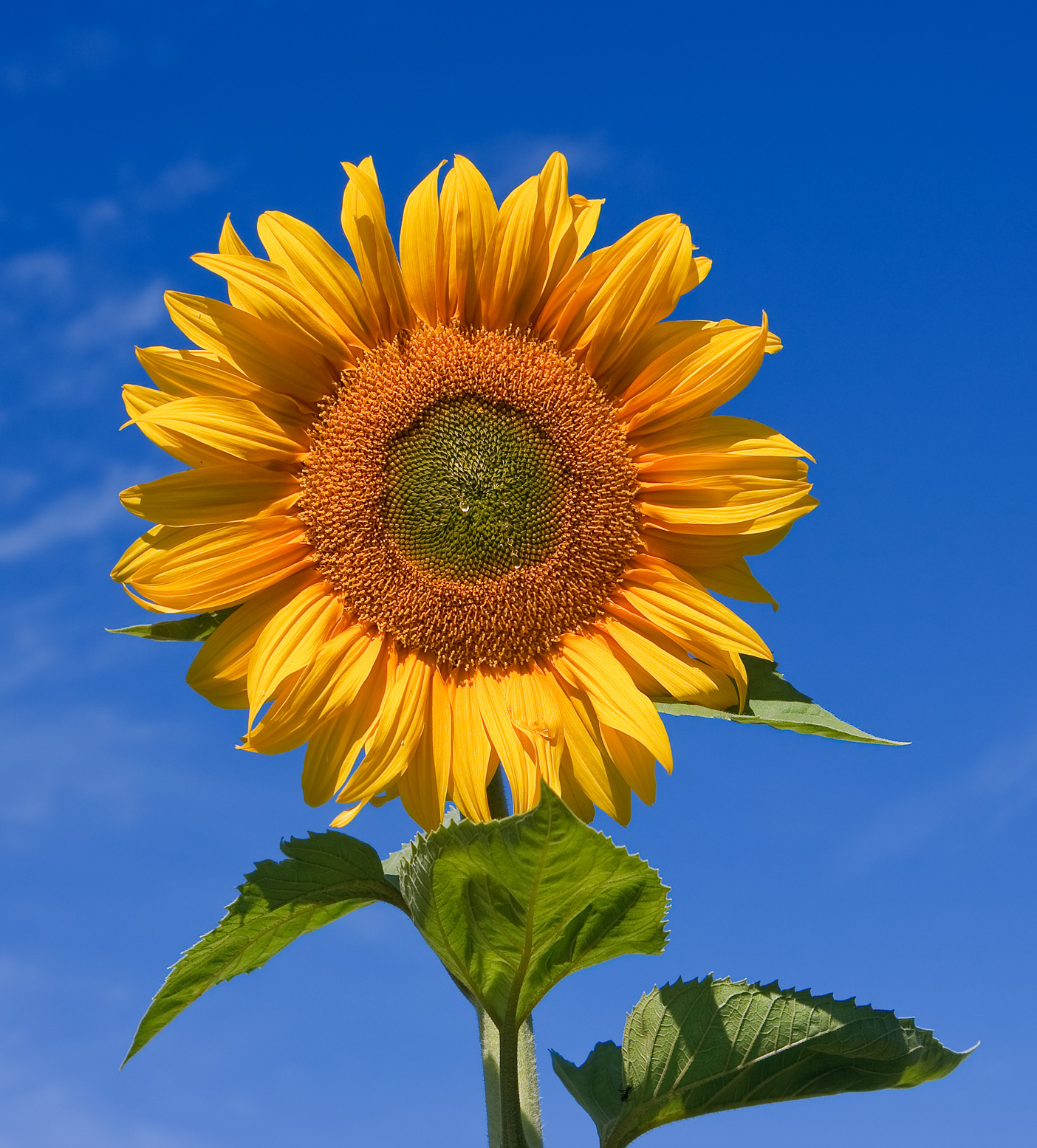 sunflower nghe thuat kien truc art nouveau architecture