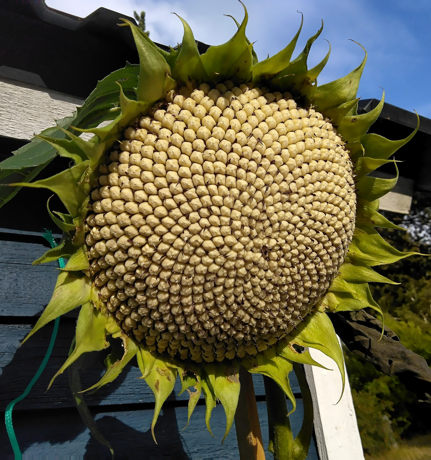 Hoa huong duong sunflower nghe thuat kien truc art nouveau architecture