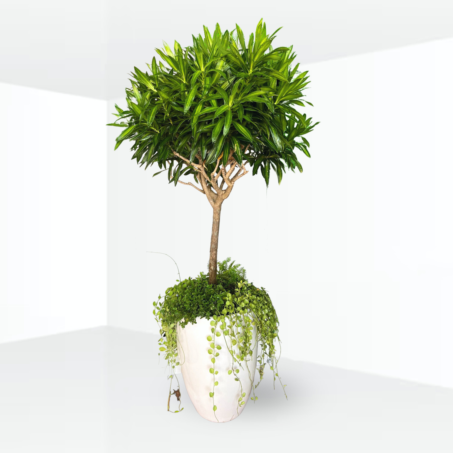 truc bach hop Madagascar