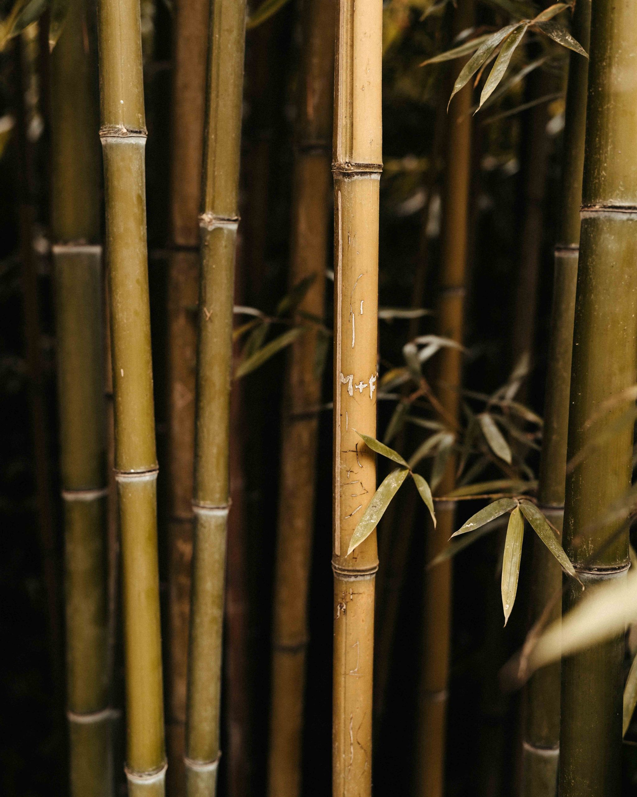 cay truc xanh bamboo