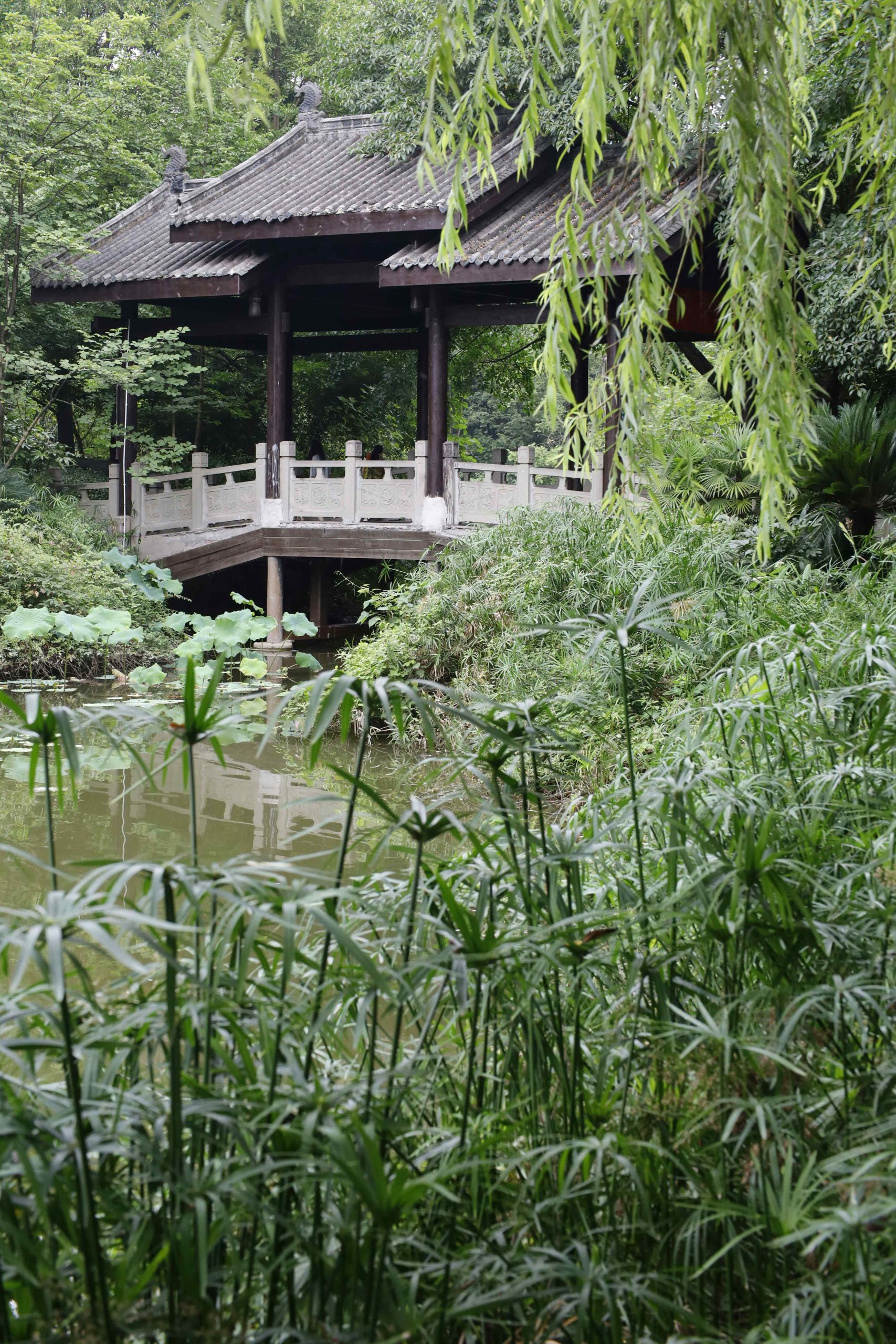 cay truc xanh thuy truc thai ben ho