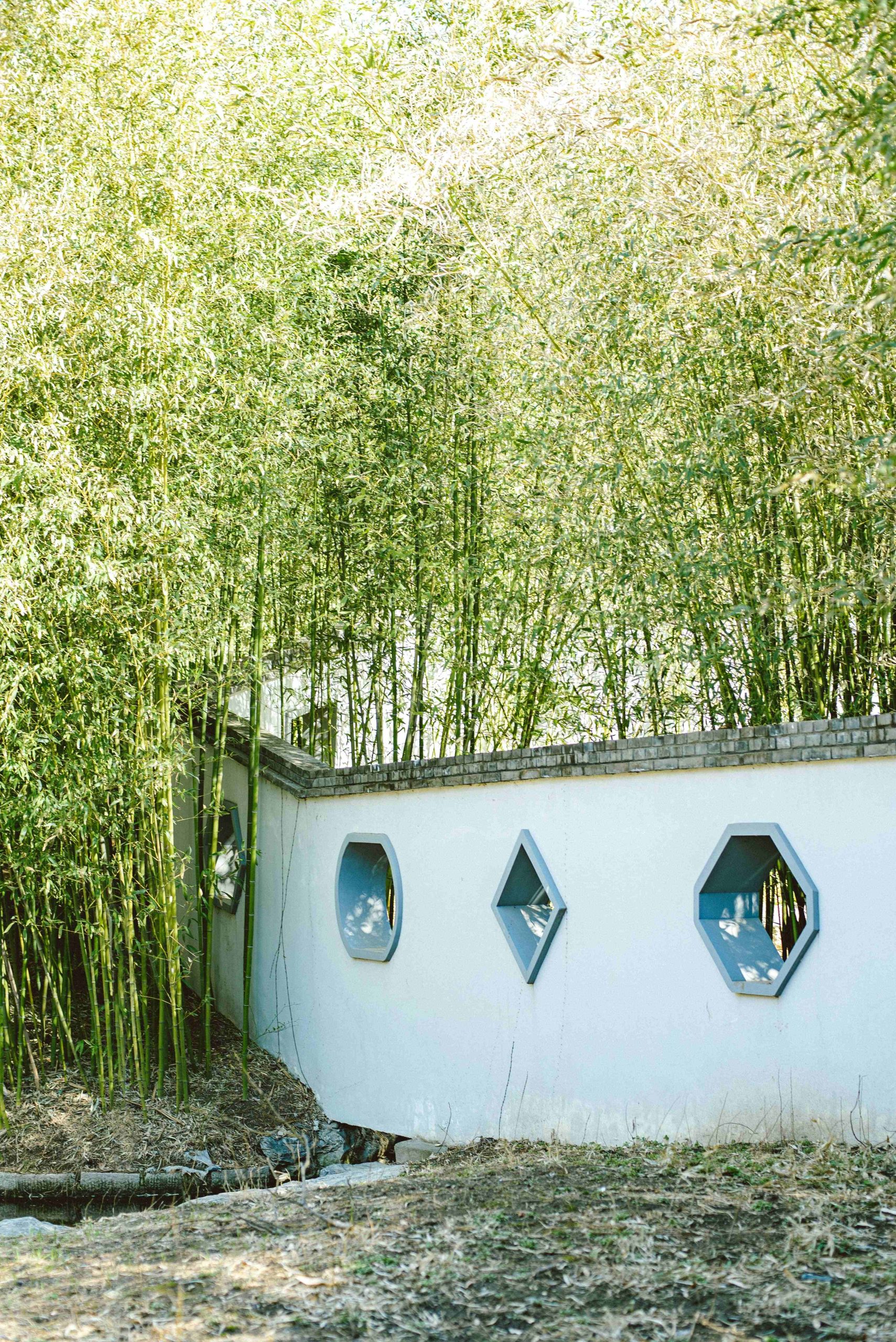 bamboo xanh ben bo tuong