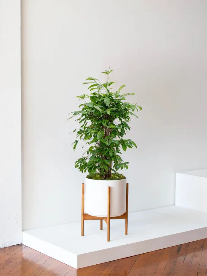 cay truc nhat Dracaena surculosa