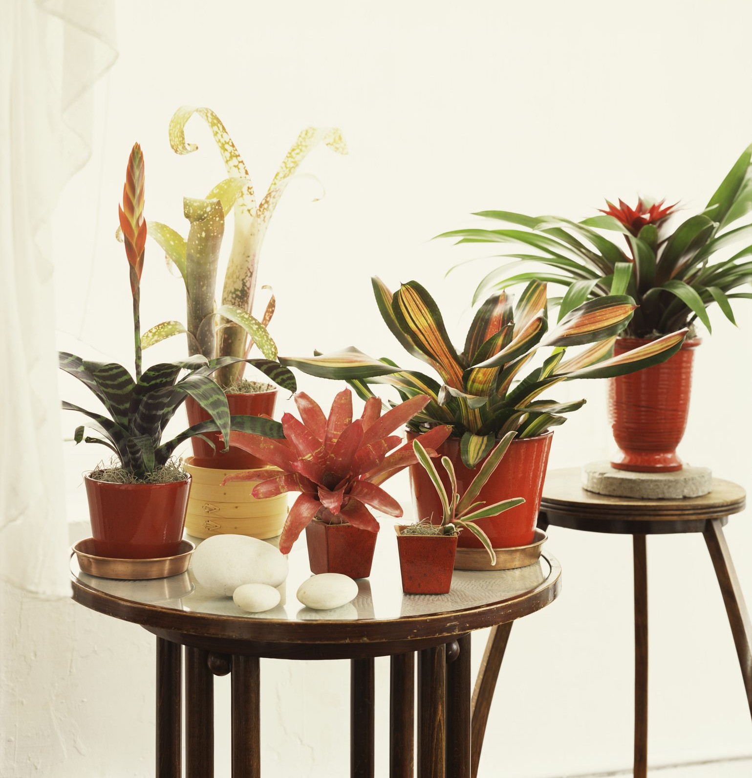 cay phong loc hoa phong thuy