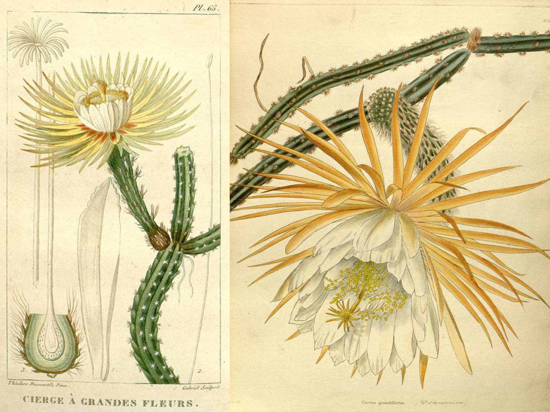 minh hoa thuc vat The Botanist’s Repository Flore Médicale des Antilles