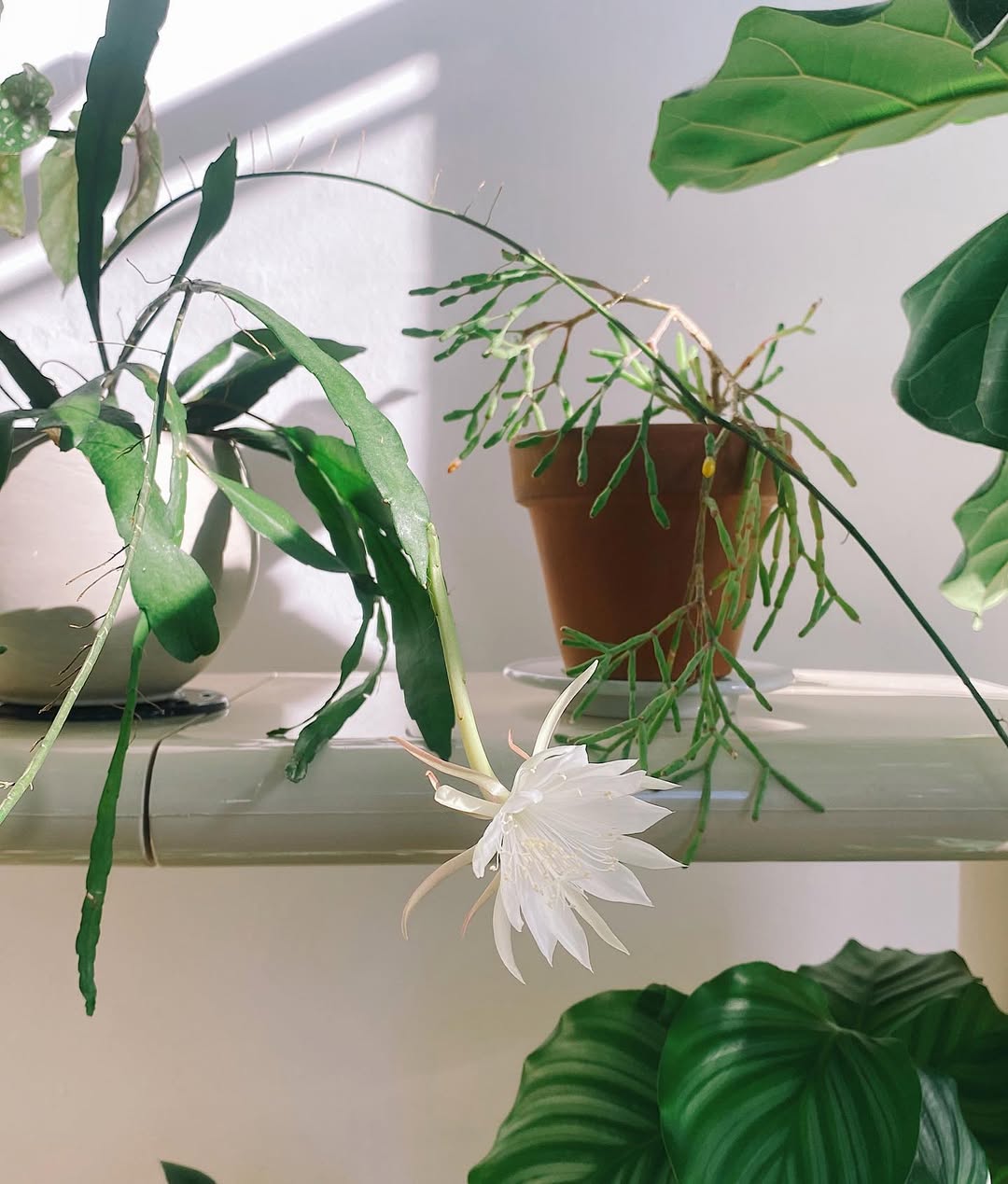 hoa quynh cay canh noi that khu vuon cach trong