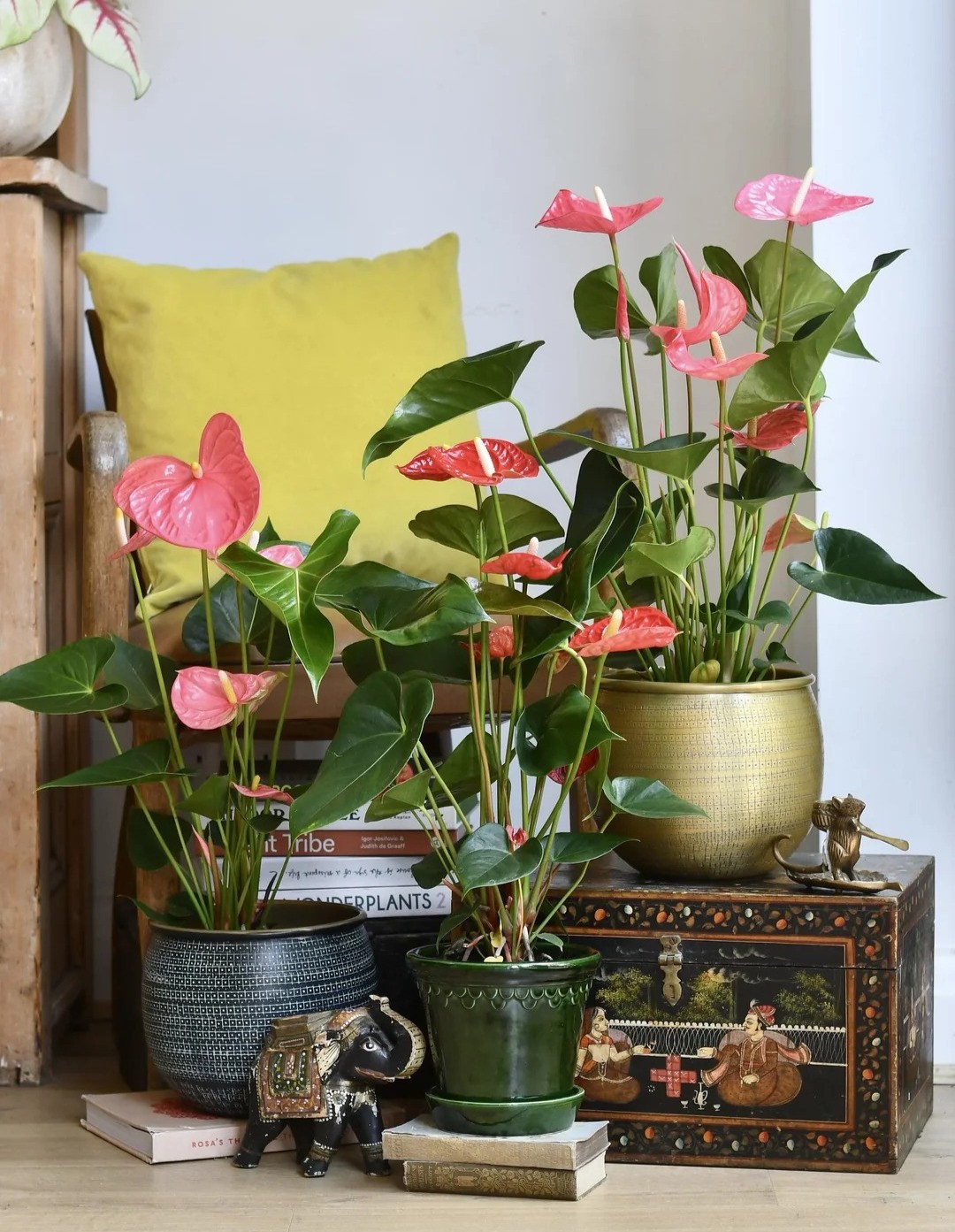 hong mon cay canh phong thuy