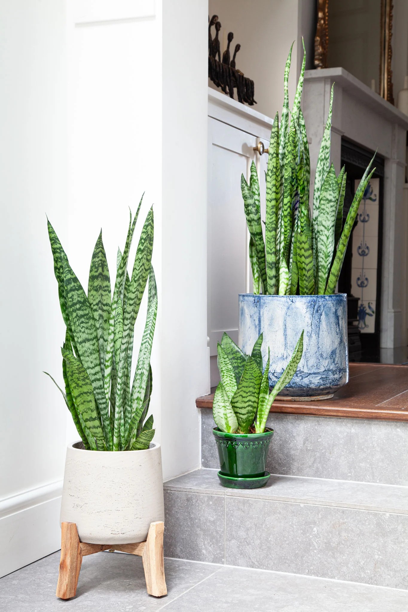 cay luoi ho hop menh phong thuy