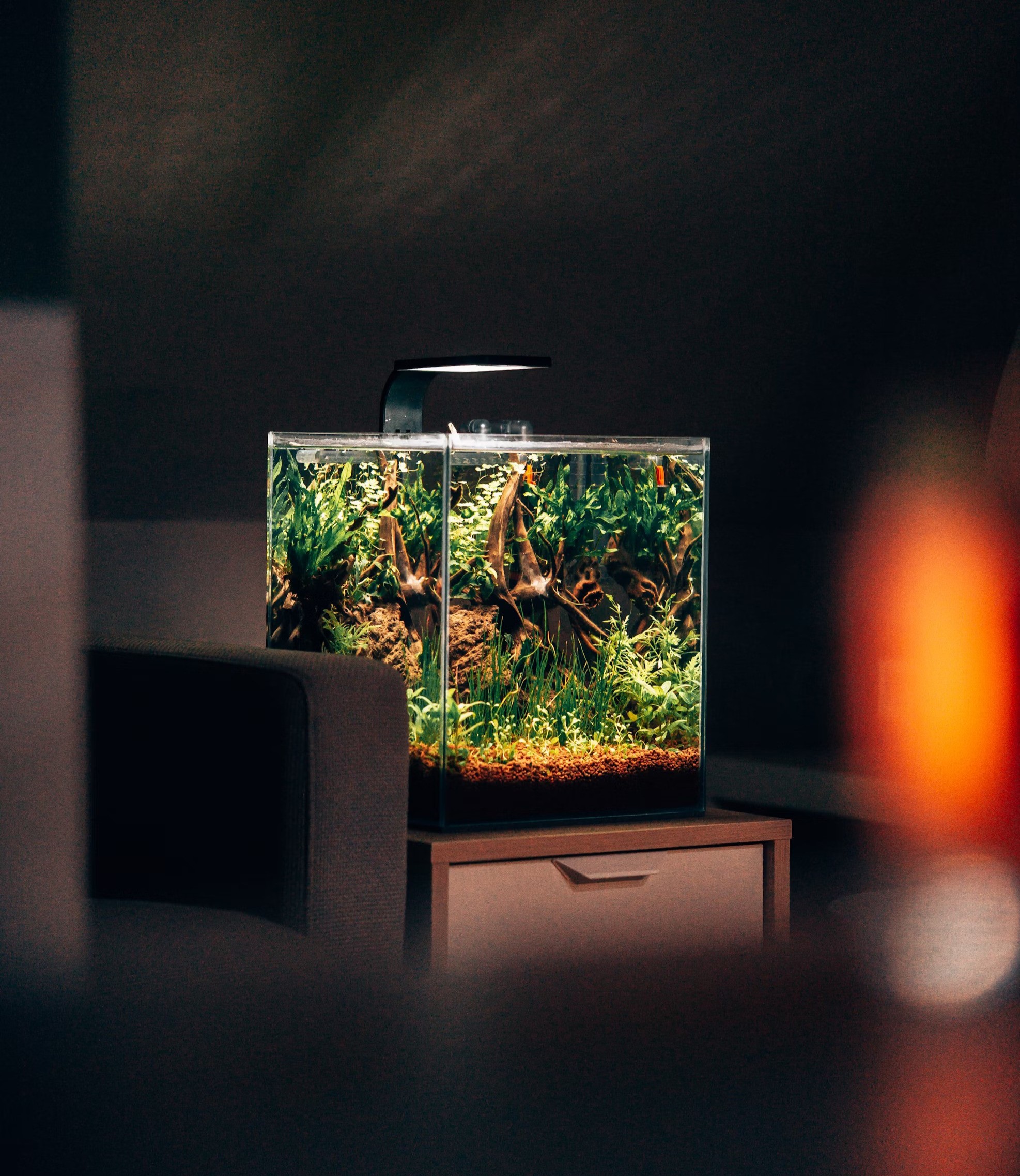 noi that ho ca thuy sinh