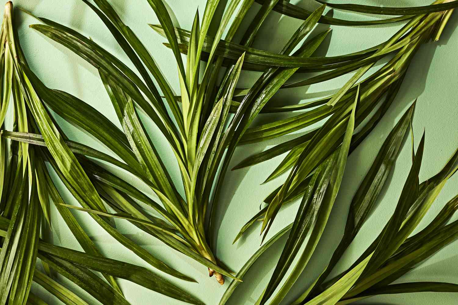 la dua huong thom khu mui noi that