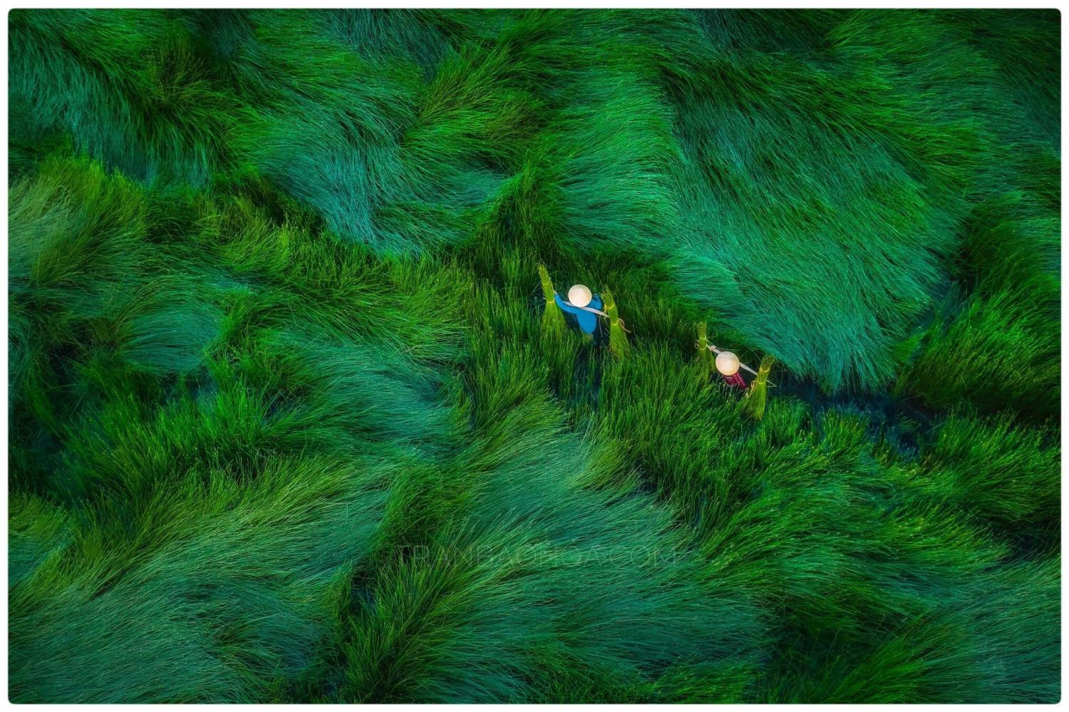 thu hoach coi nhiep anh tam quan binh dinh tran bao hoa