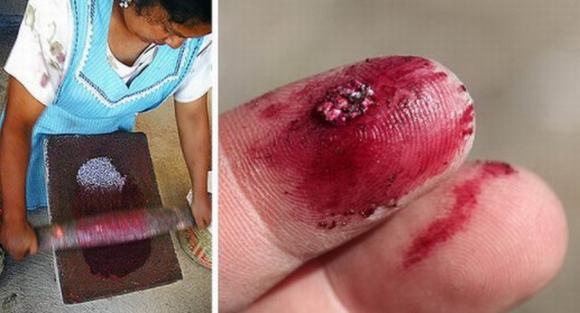 nhuom mau mexico cochineal mau sac nghe thuat