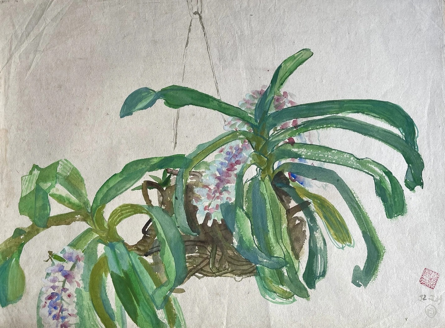 Orchidaceae cay canh