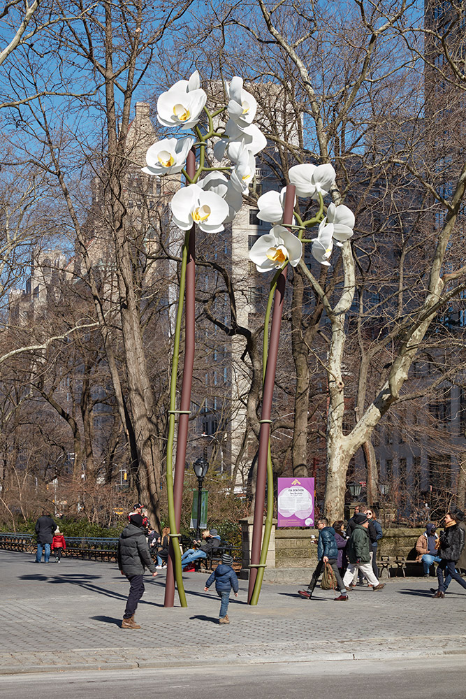 hoa lan Orchidaceae cay canh