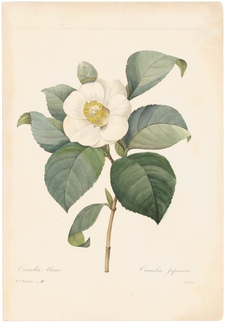 Camellia