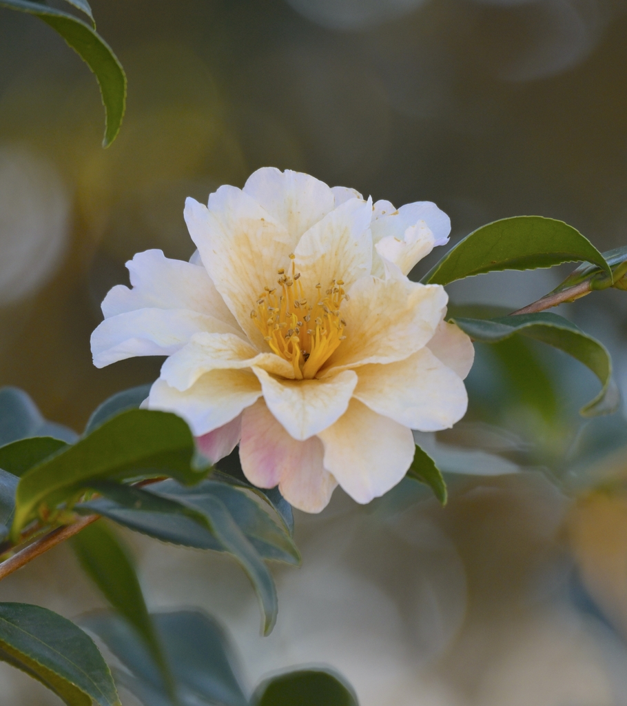 Camellia