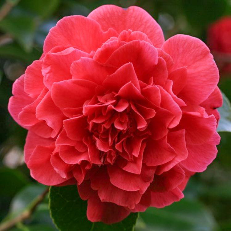 Camellia