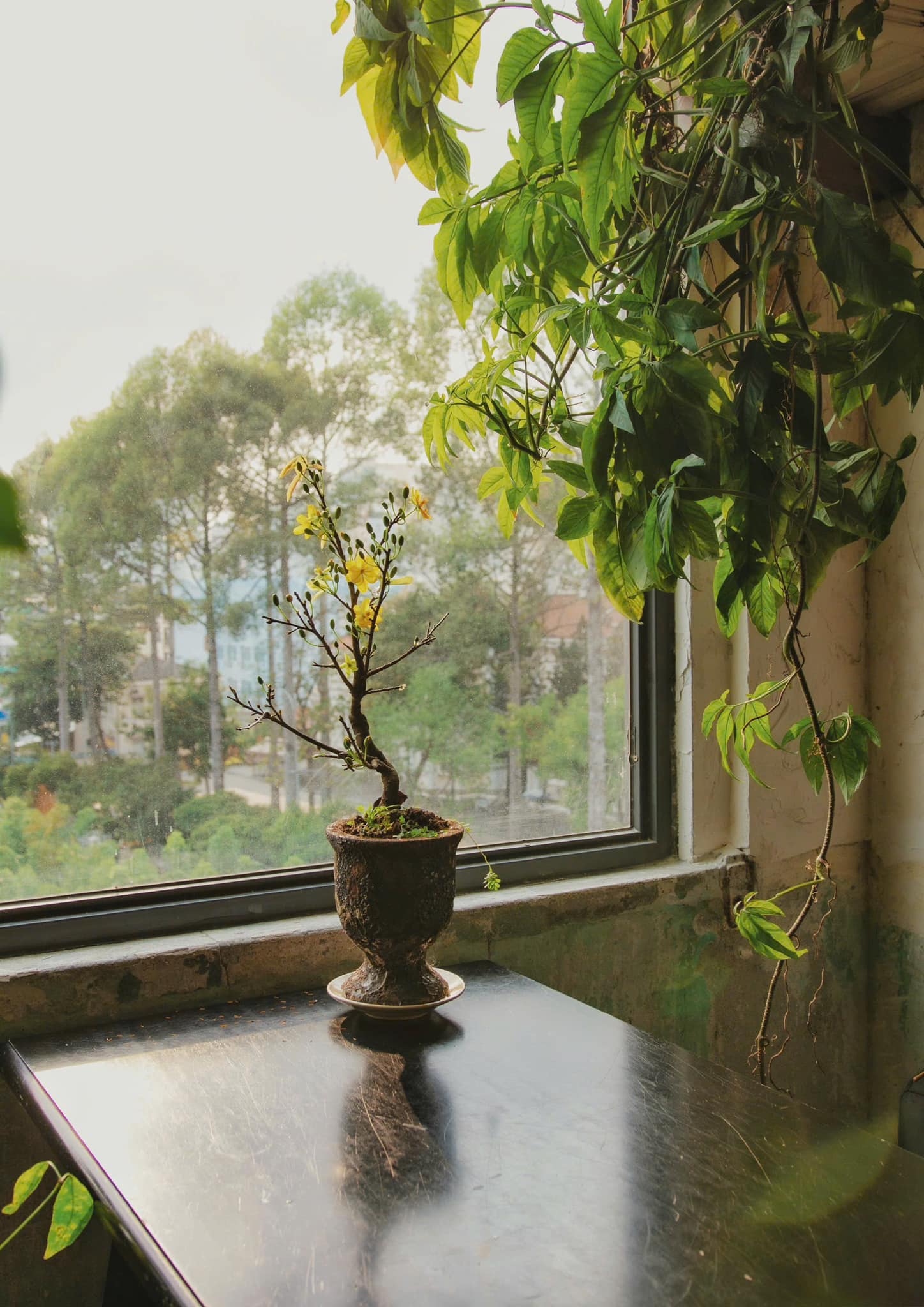 son tran mo di hoi mai vang mua xuan