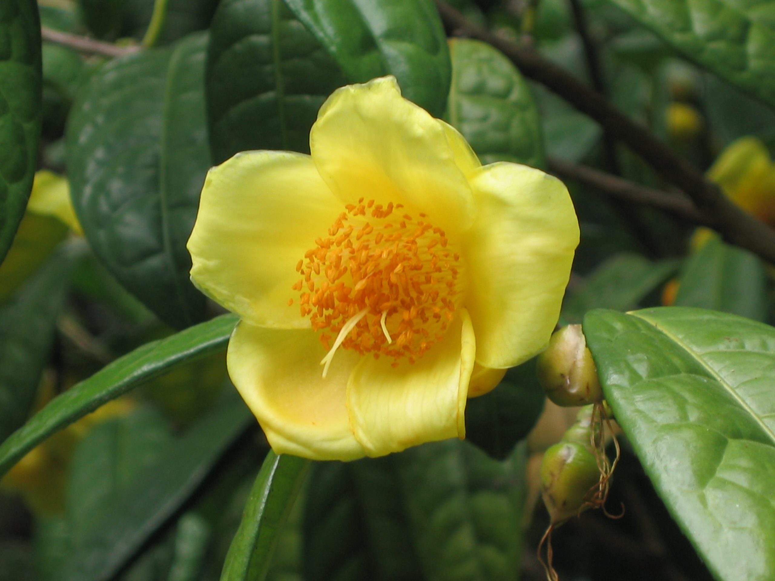 hoa tra Camellia