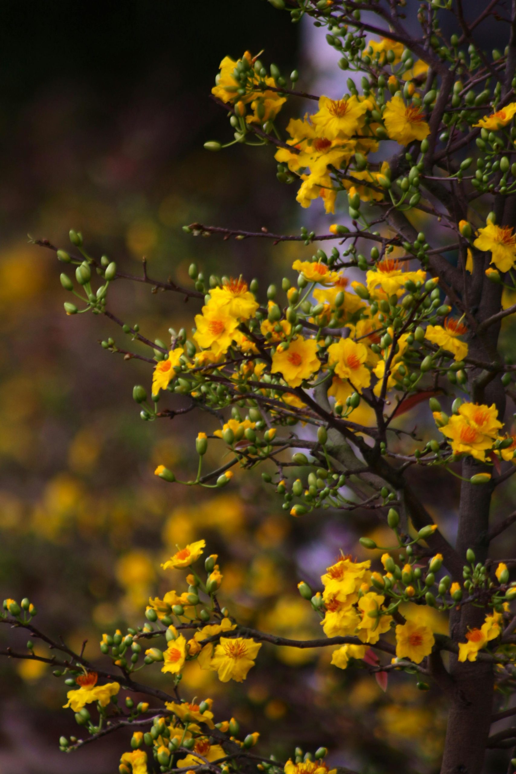 hoa dao hoa mai vang tac quat hoa thuy tien lan ho diep cuc dai doa hoa trang nguyen