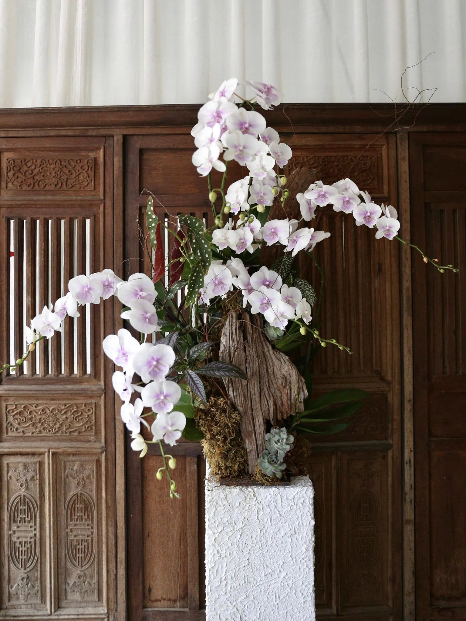 lan ho diep tet trung bay cay canh