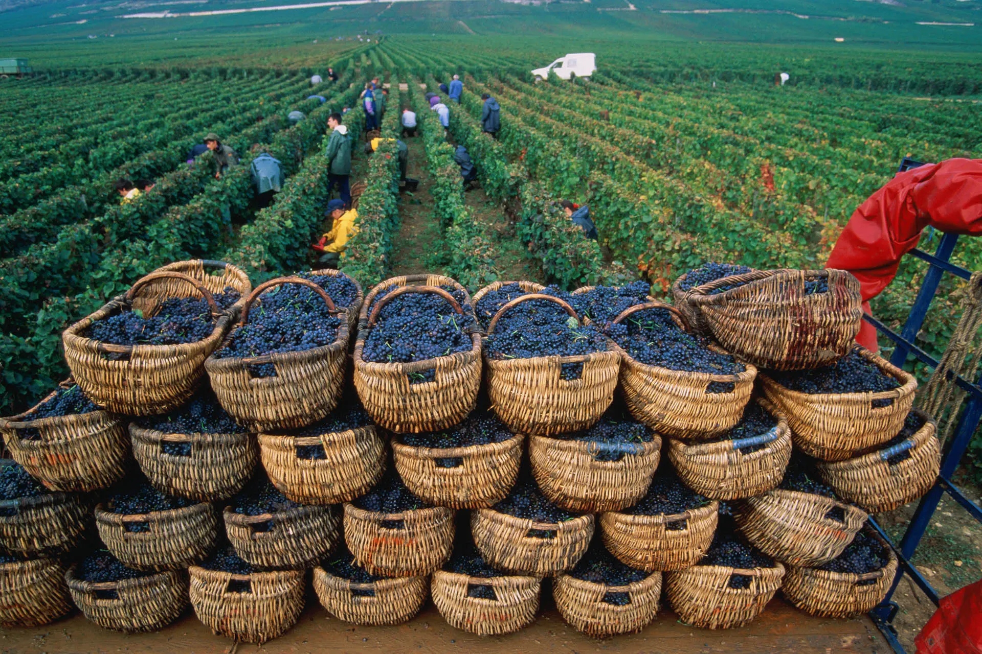 flower scent in wine