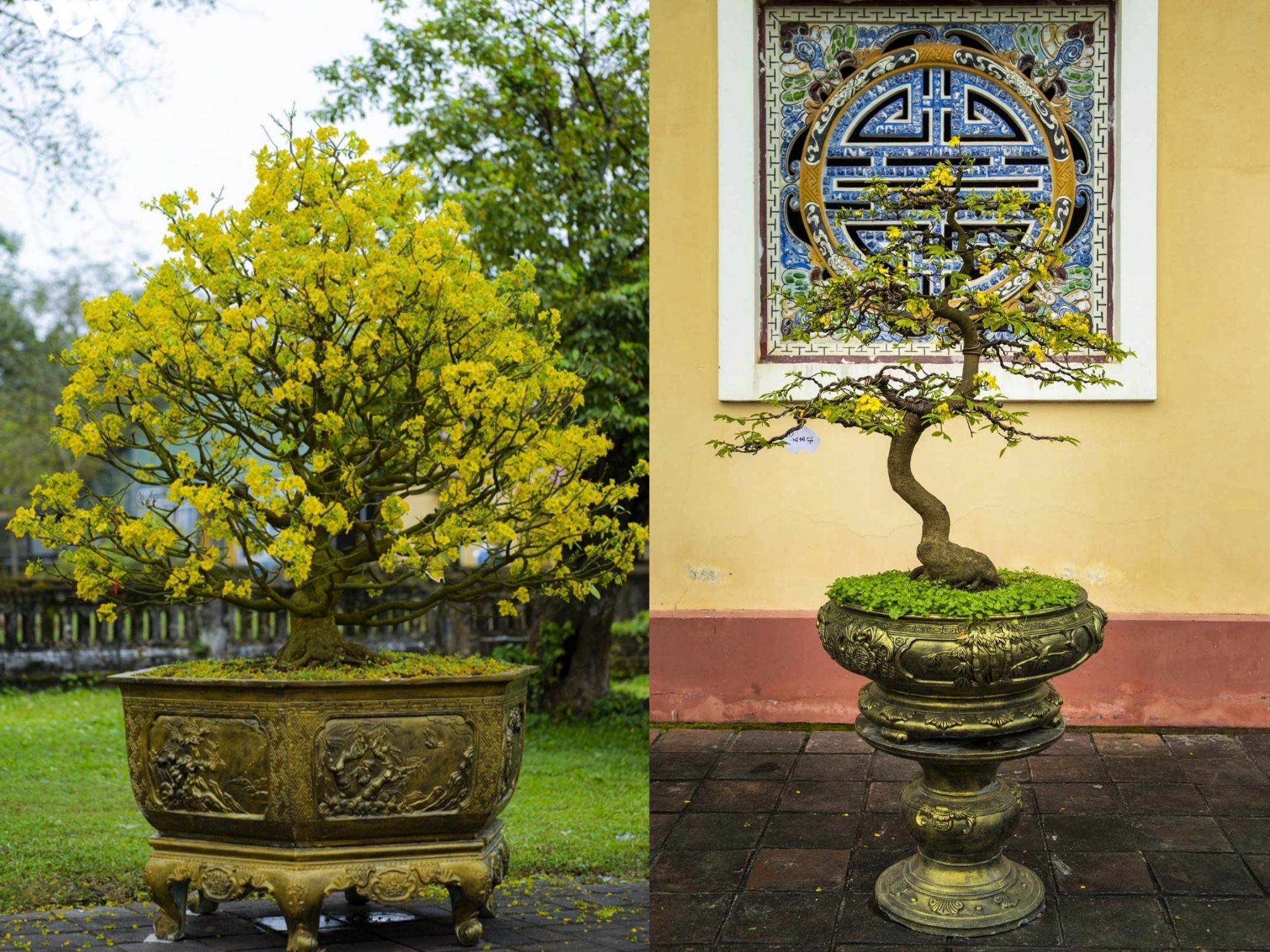 mai hue tet cung dinh cay kieng