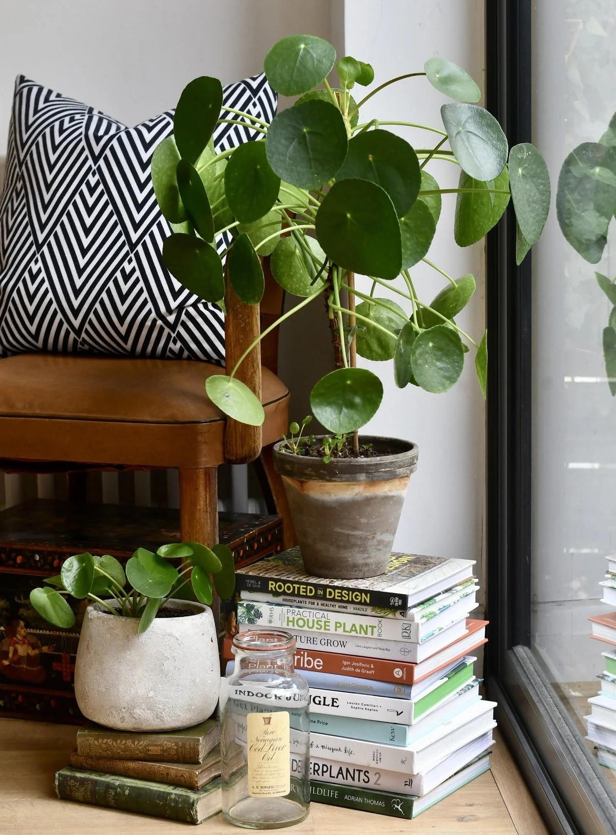 cay canh mini trong nha Pilea Peperomioides