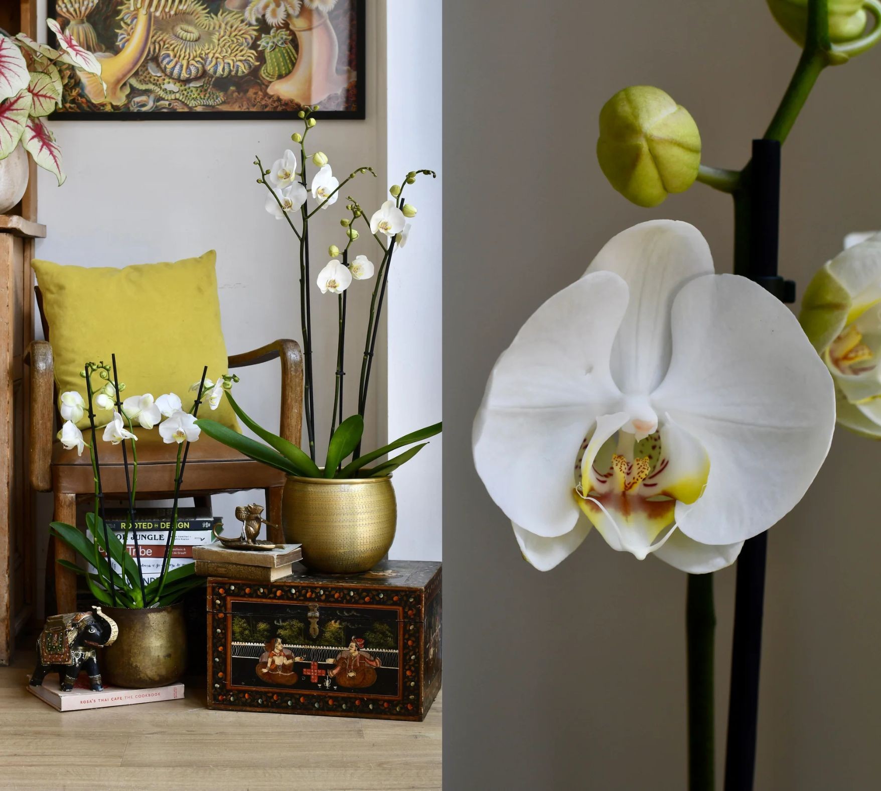 lan ho diep noi that cay kieng