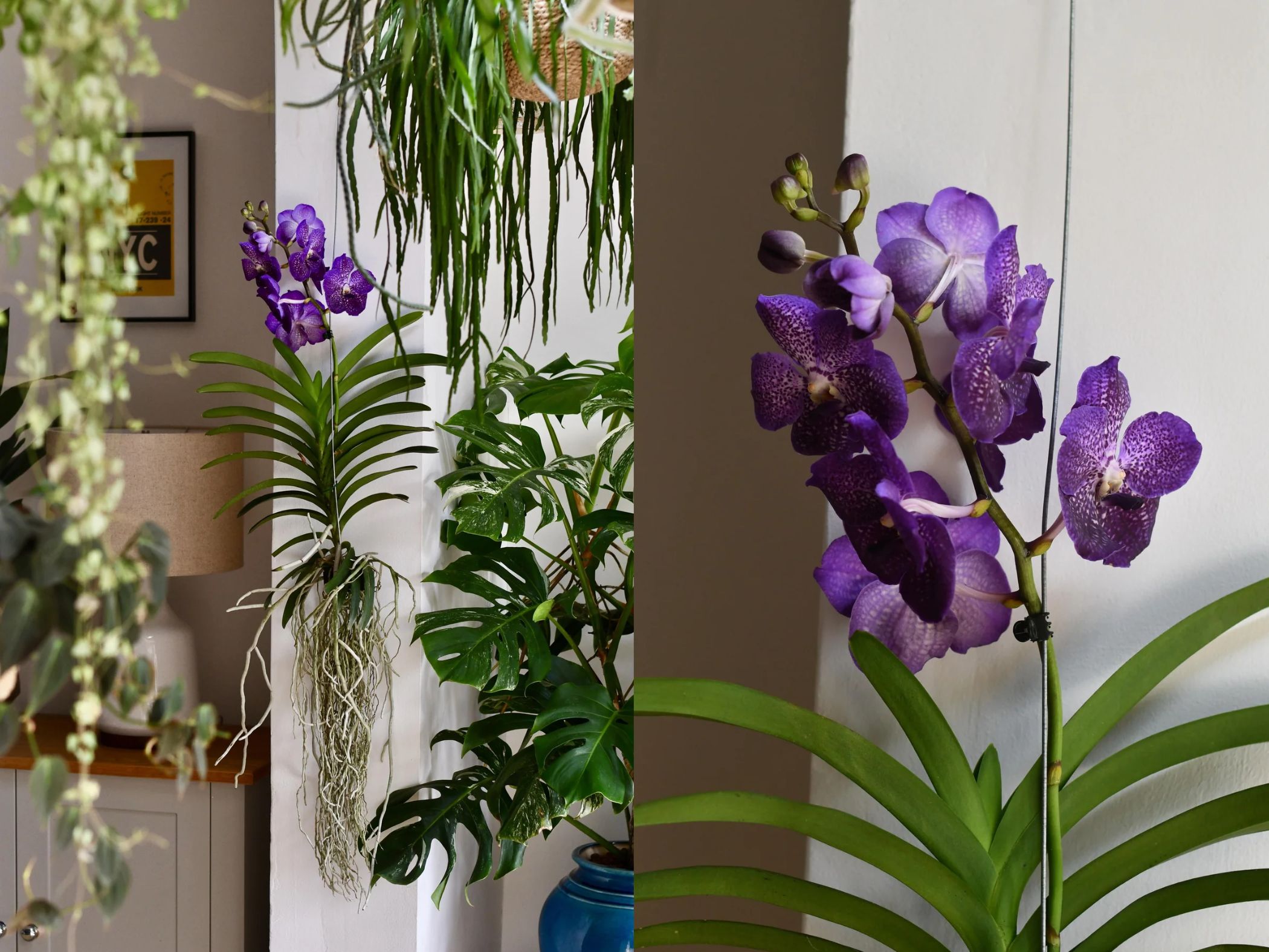 vanda orchid cay canh trong nha