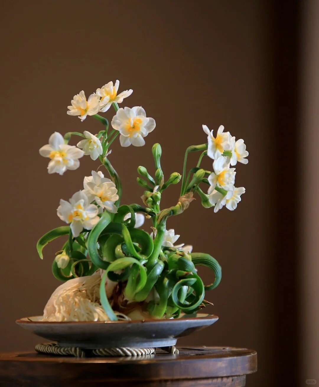 hoa thuy tien choi tet nam moi cay canh binh ngo