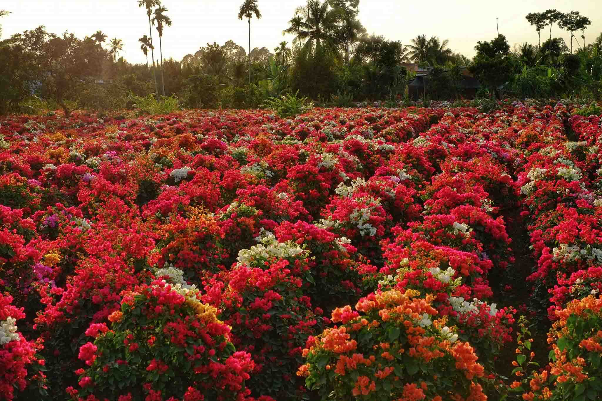 hoa giay cho lach ben tre tet
