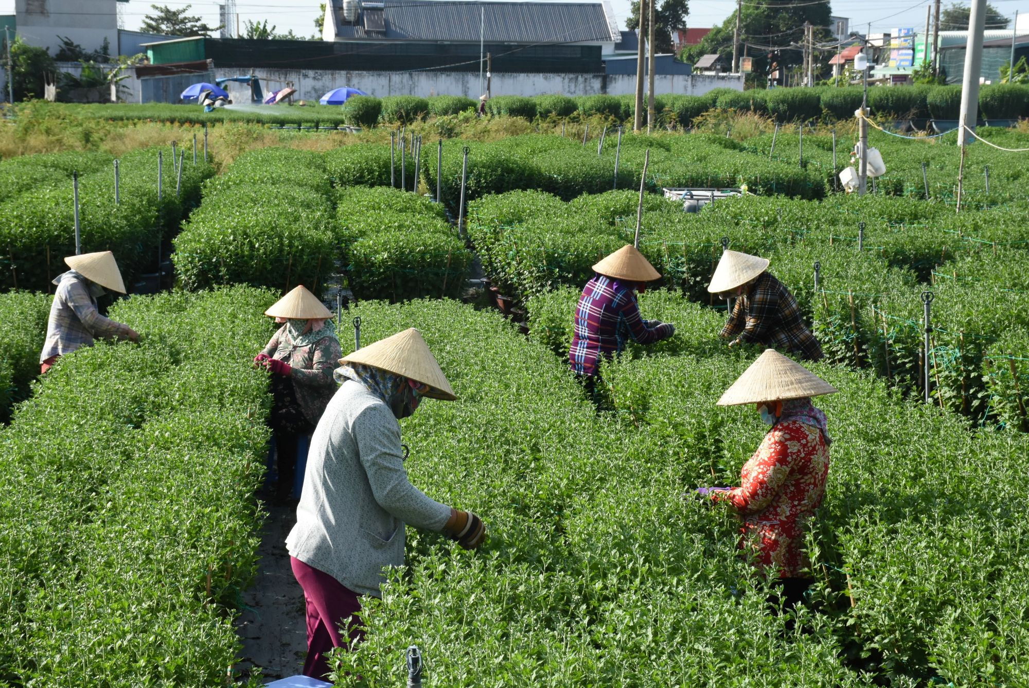 lang hoa kim dinh vung tau tet nguyen dan