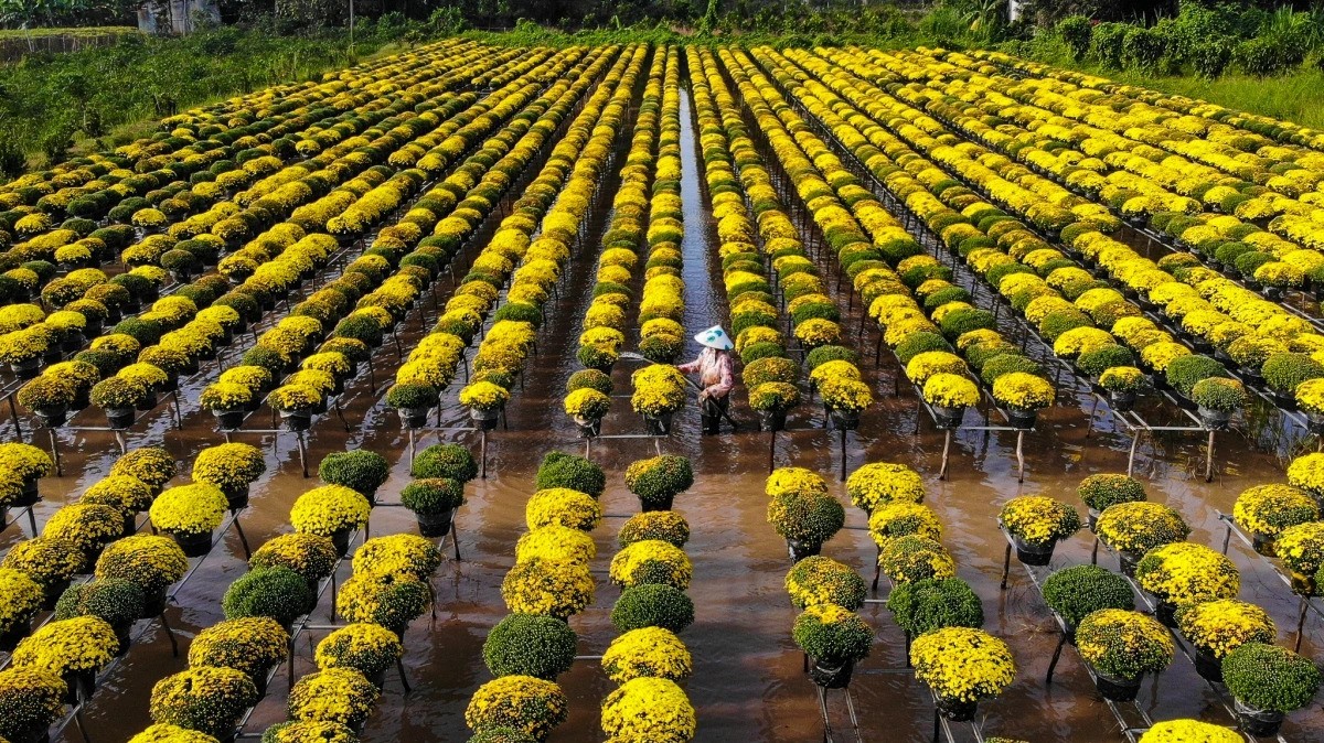 lang hoa sa dec dong thap kieng tet