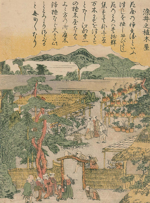 桜 Sakura nhat ban