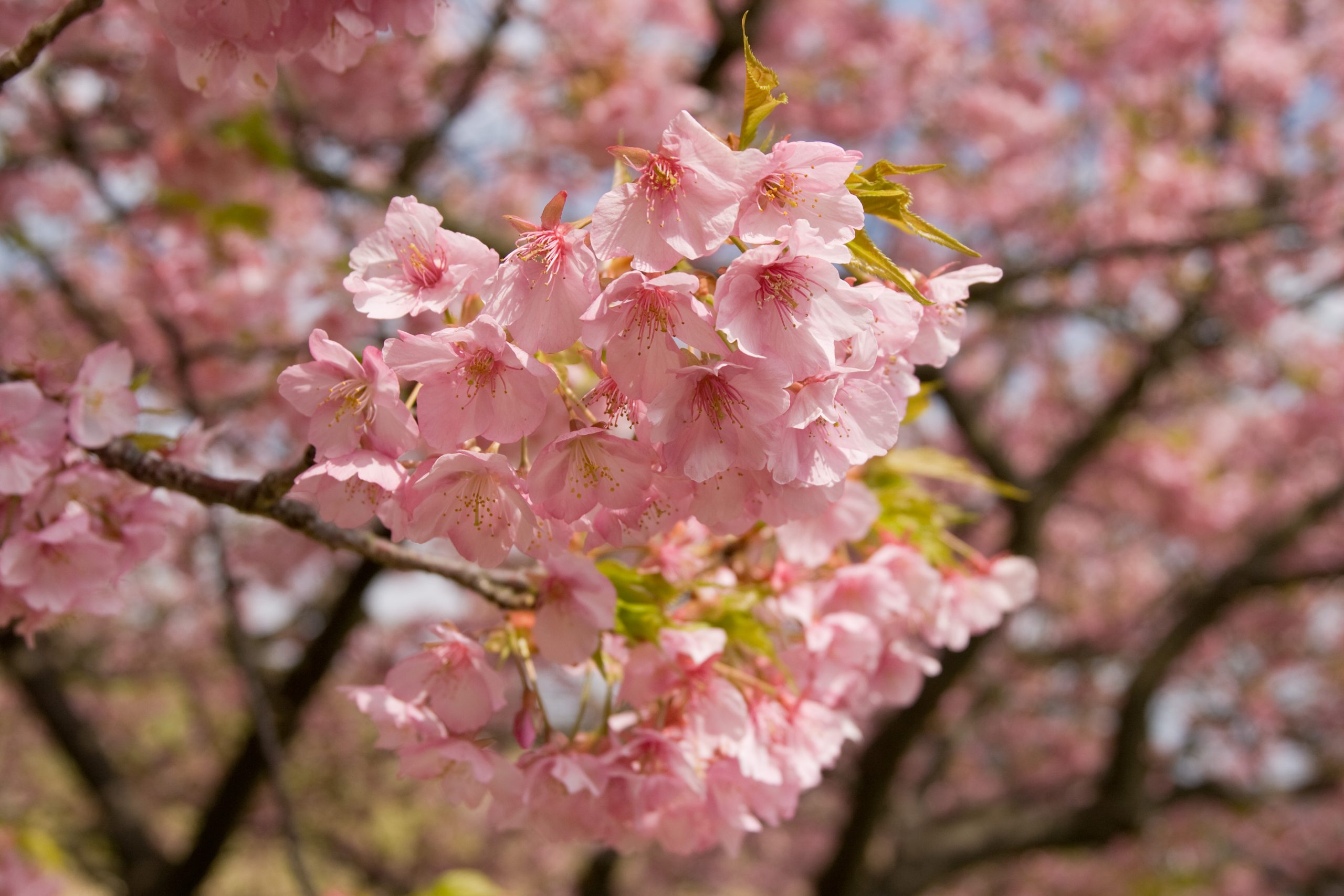 桜 Sakura nhat ban