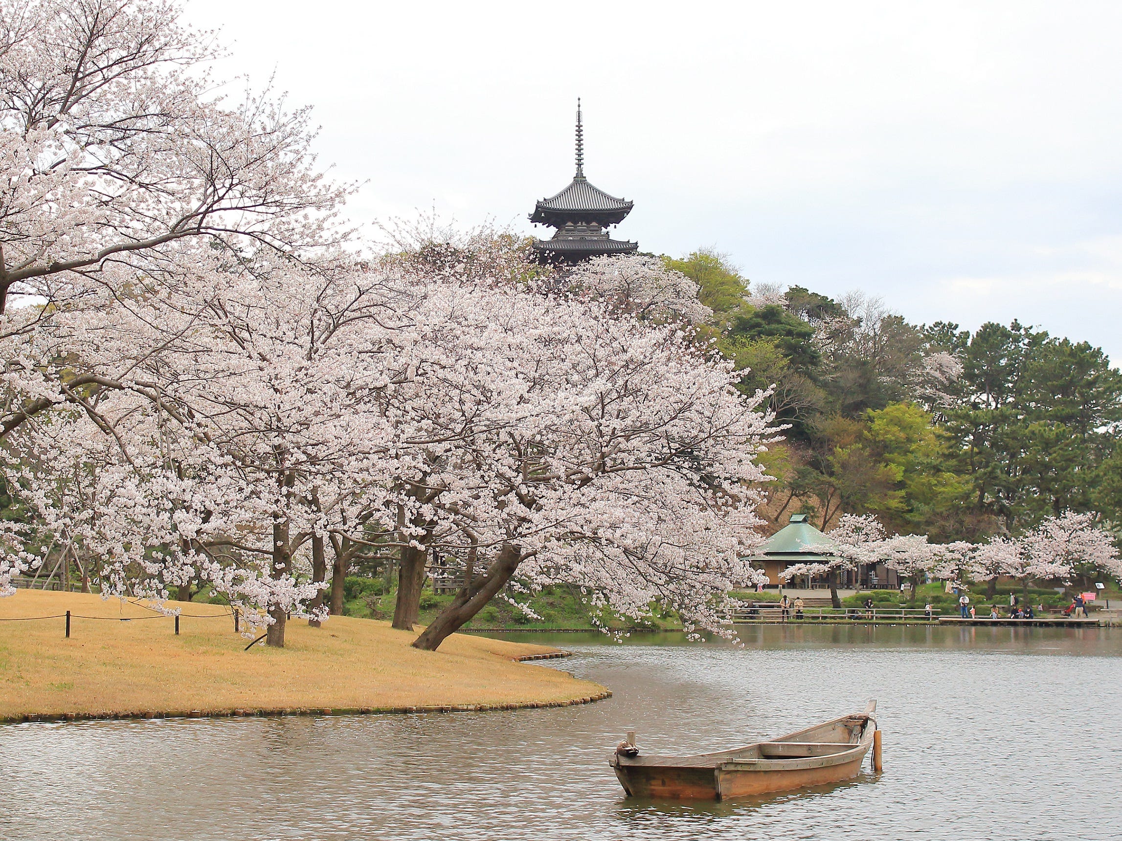 hoa anh dao 桜 Sakura nhat ban