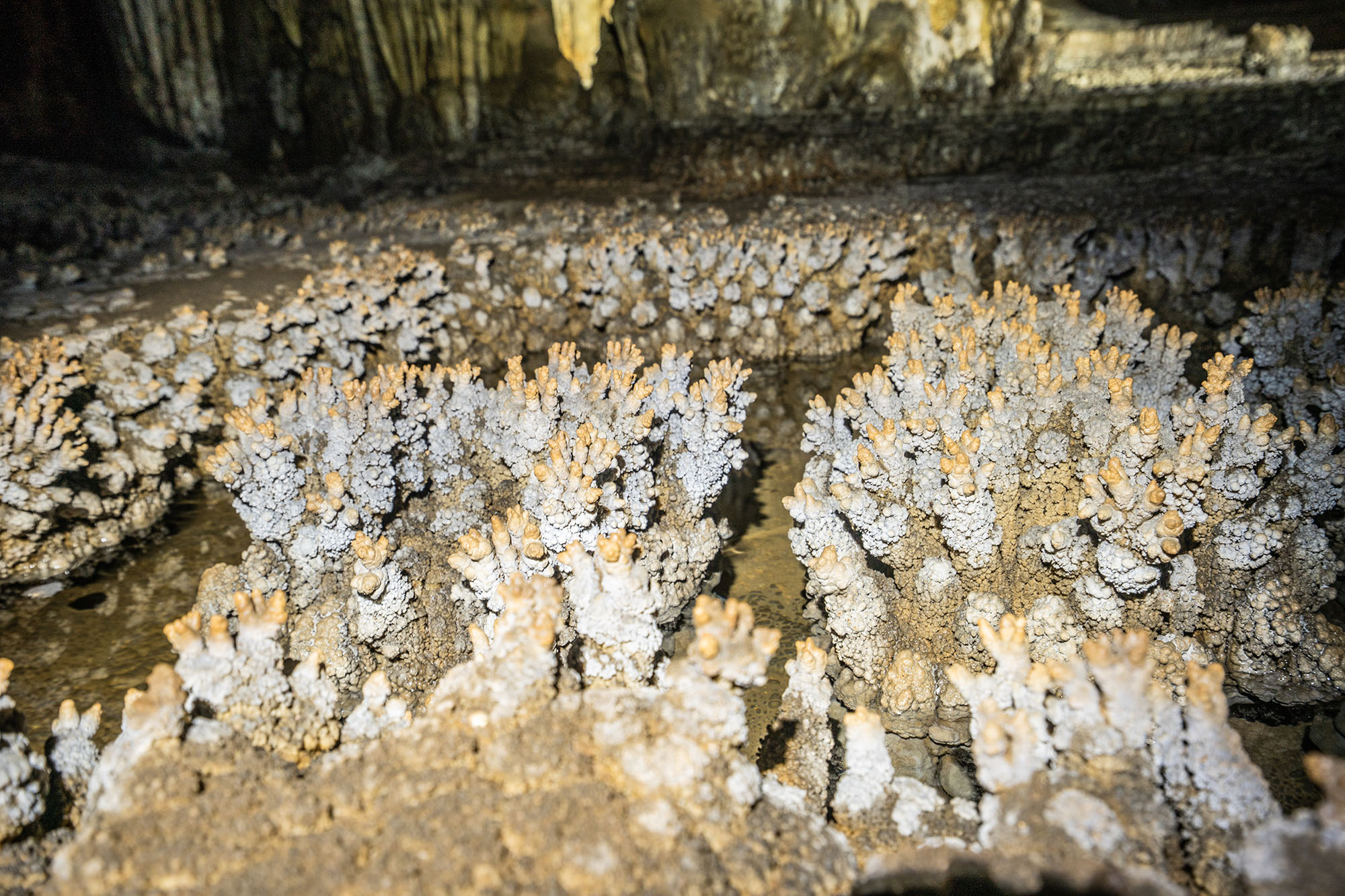 hang dong tu lan quang binh